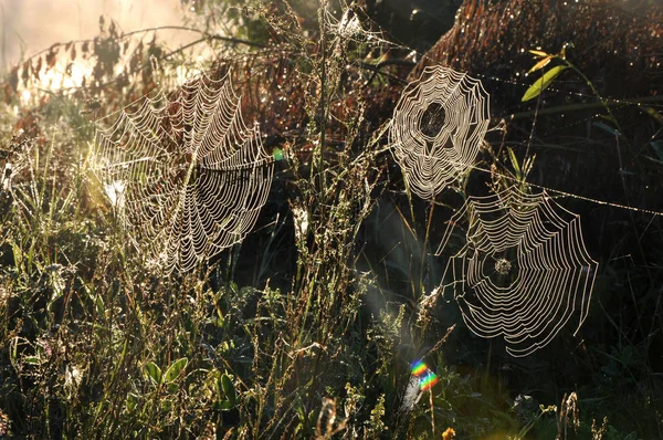 Spindelnät vid soluppgången — Stockfoto