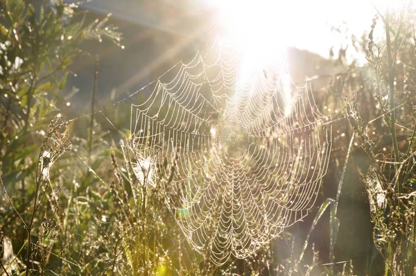 Teia de aranha ao nascer do sol — Fotografia de Stock