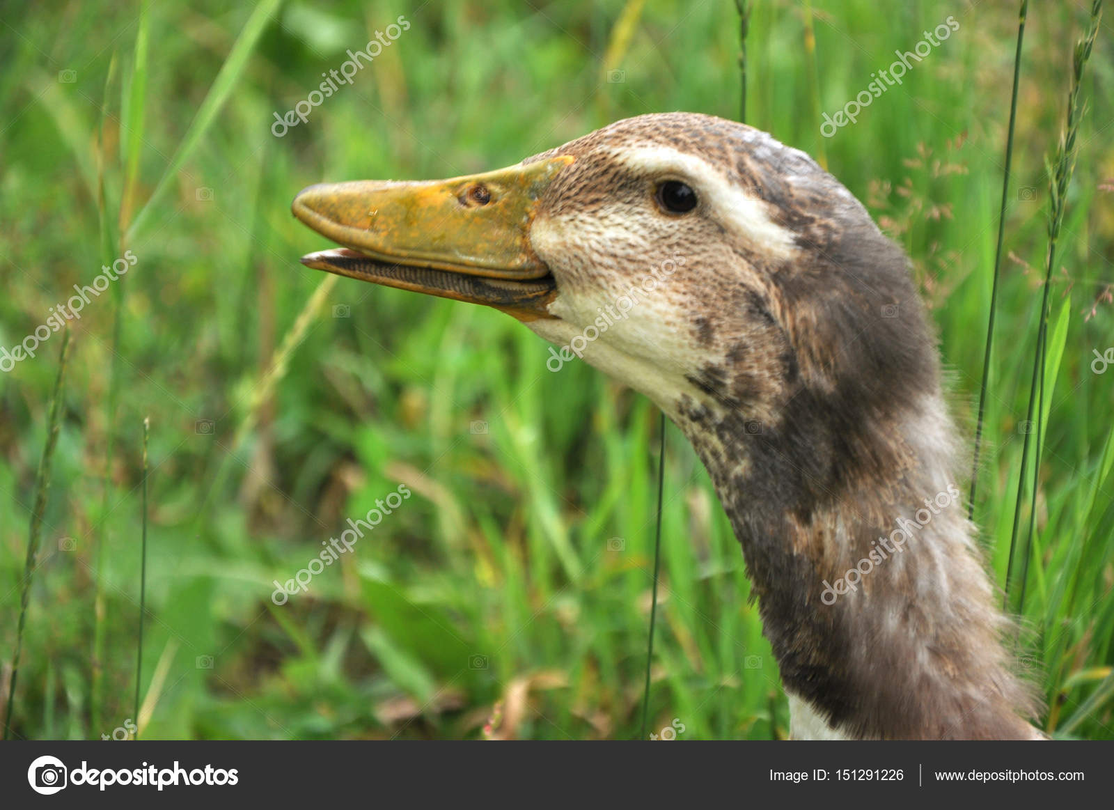 Funny goose in a meadow — Stock Photo © skripulia.gmail.com #151291226