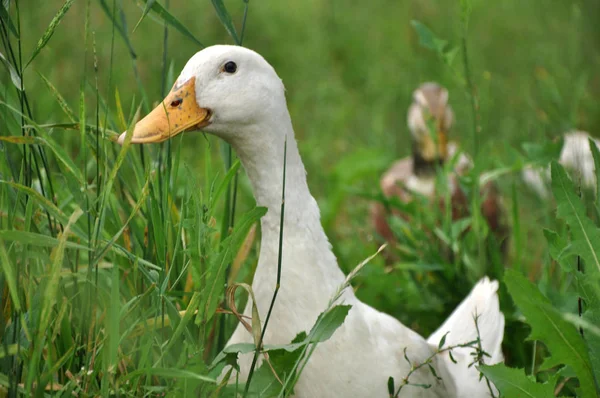 牧草地で面白いガチョウ — ストック写真