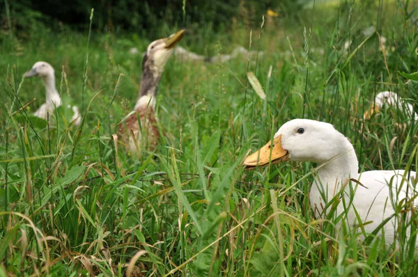 牧草地で面白いガチョウ — ストック写真