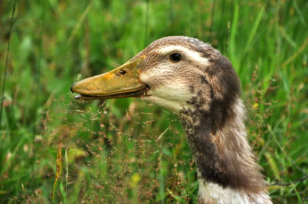 Ganso engraçado em um prado — Fotografia de Stock