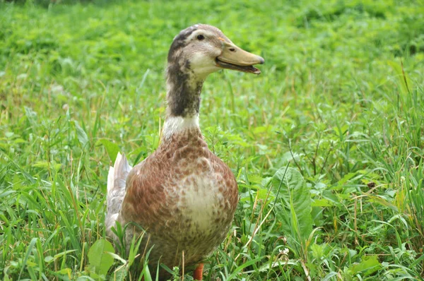 Rolig gås i en äng — Stockfoto