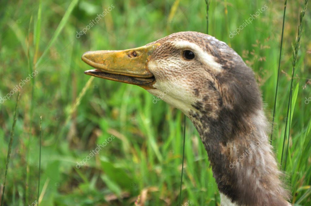 goose in a meadow stock photo skripulia gmail