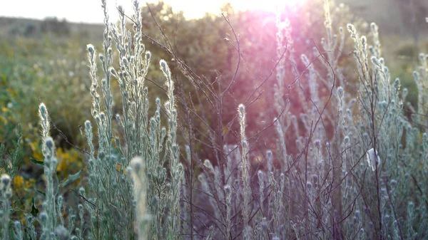 Крым, степь и полевой цветок — стоковое фото