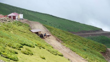 Rosa Khutor, dağlar ve çiçekler. 