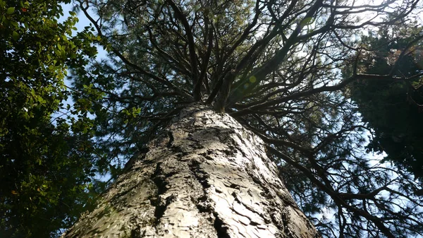 Hermoso árbol sinuoso — Foto de Stock