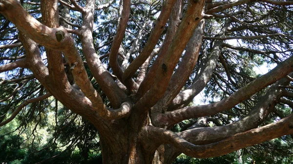 Bellissimo albero tortuoso — Foto Stock