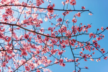 Pembe kiraz çiçekleri ile mavi gökyüzü arka plan bahar