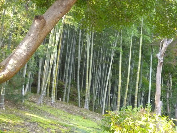 Floresta Bambu Sagano Japão Área Arashiyama Perto Cidade Kyoto Bela — Fotografia de Stock
