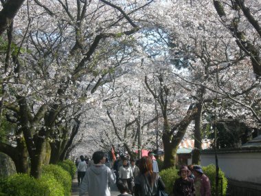 Çiçekli kiraz ağaçları bir parkta Fukyoka Kyushu Adası yakınlarında. Japonya. Birçok kişi yol boyunca yürüyüş ve kiraz ağaçları çiçek tam dallarında dikkat et. Nisan 2007 yılında bir gün Japon baharın güzel bir gösteri