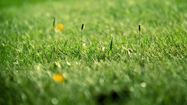 Textura de grama no estilo de tilt-shift . — Fotografia de Stock