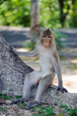 Ulusal Parkı içinde yaşayan makak