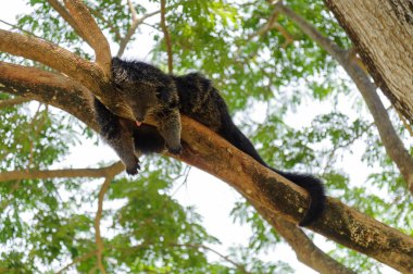 Ağaç dalı üzerinde uyku binturong