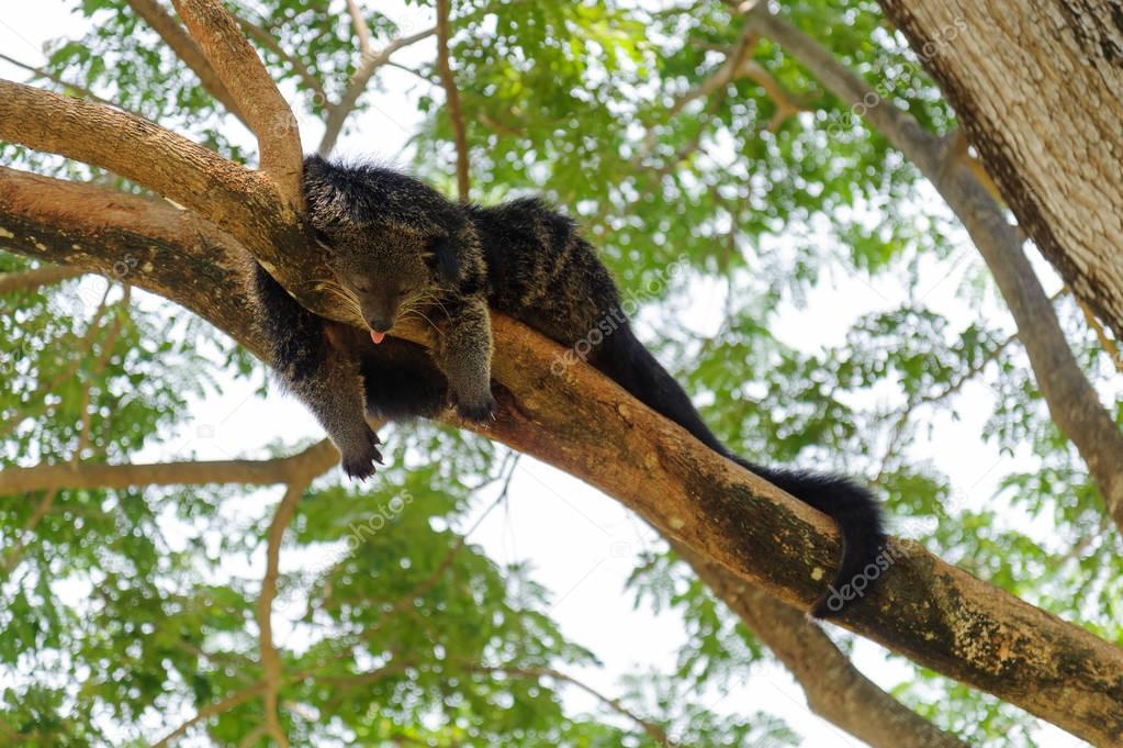 Binturong sleeping on tree branch