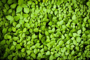 yaprak yeşil arka plan