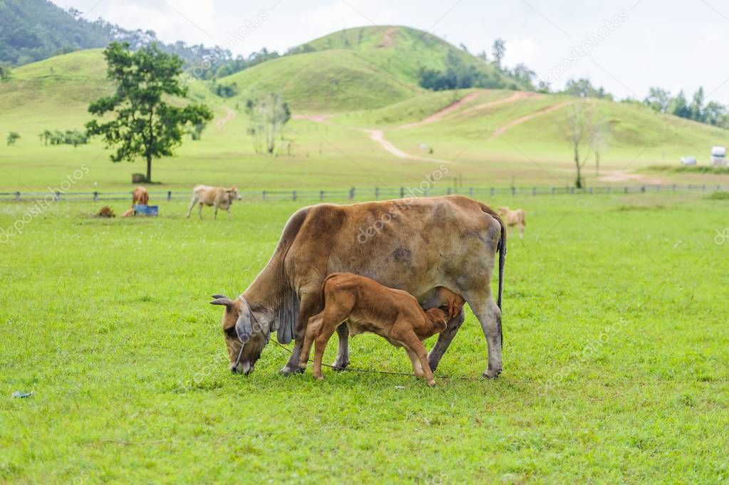 The mother cow feed her young calf
