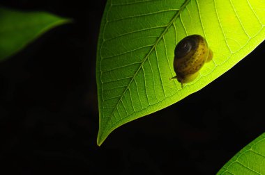 Yavaş yavaş kızdırma yeşil yaprak üzerinde sürünerek salyangoz