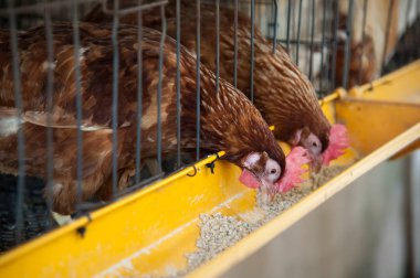 Kırmızı yumurta tavuk katman kafeste