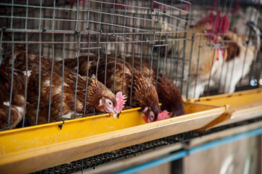 Tavuk katman kafeste