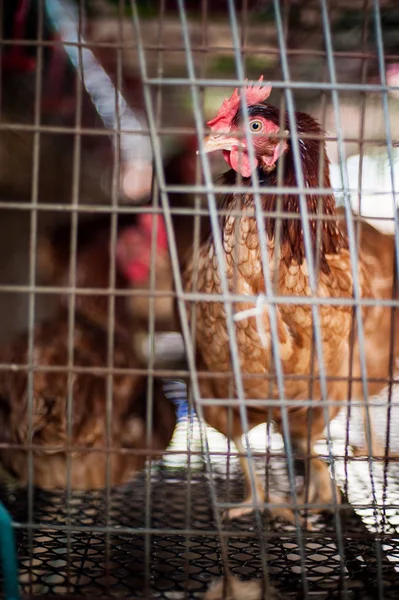 Kırmızı yumurta tavuk katman kafeste