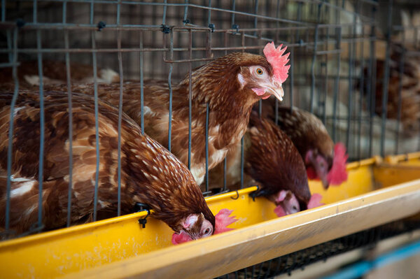 Красные цыплята в клетке слоя
