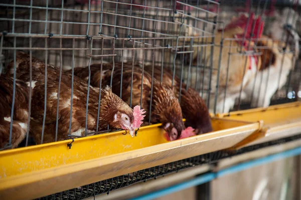 Tavuk katman kafeste