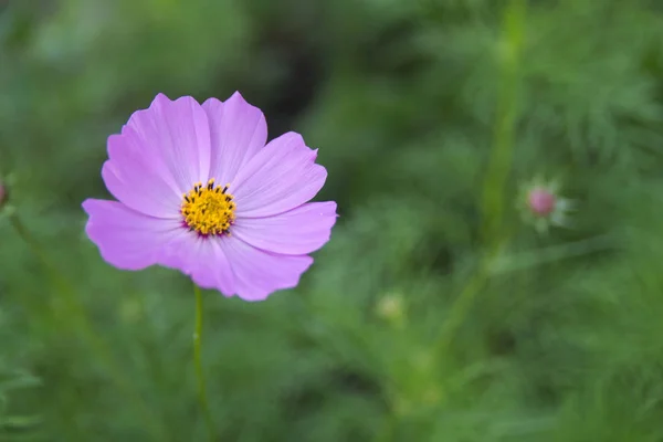 Розовые растения Природный сад Космос Цветы Косма — стоковое фото