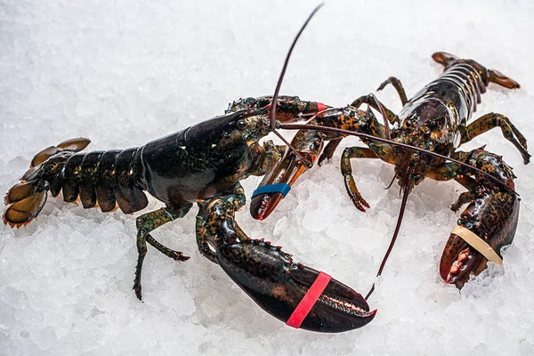 Two lobsters clung to claws