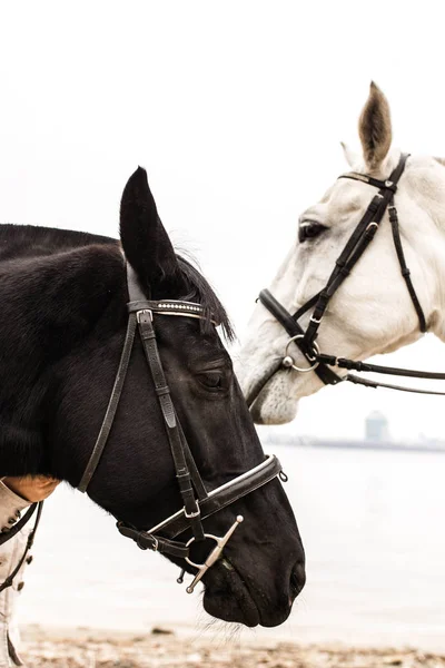 Two fine noble horses black and white