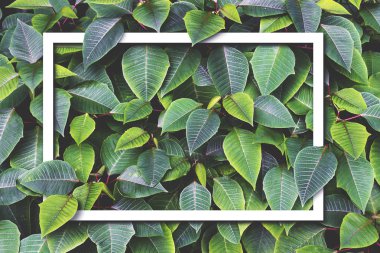 yaprak yeşil arka plan.