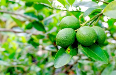  limon ağacına asılı