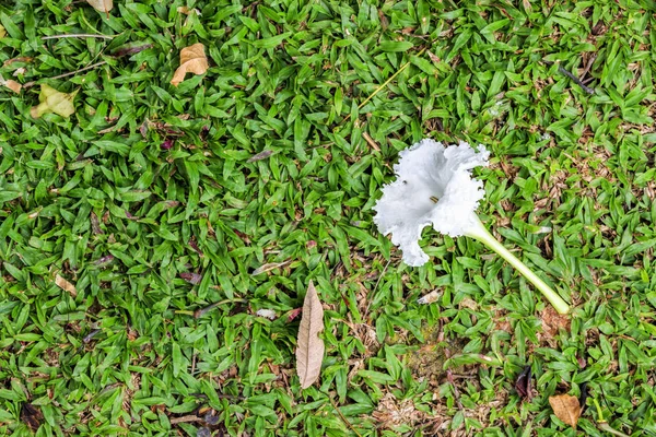 Белый цветок на зеленом фоне травы. над светом — стоковое фото