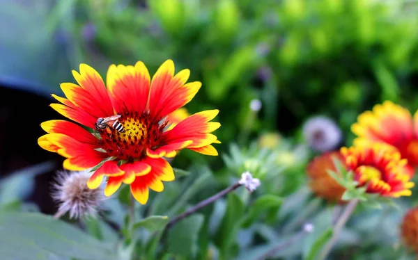 Abejorro en una flor de gaillardia — Foto de Stock