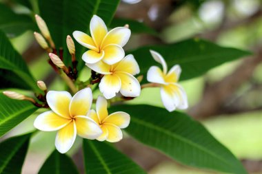 Beyaz plumeria çiçek