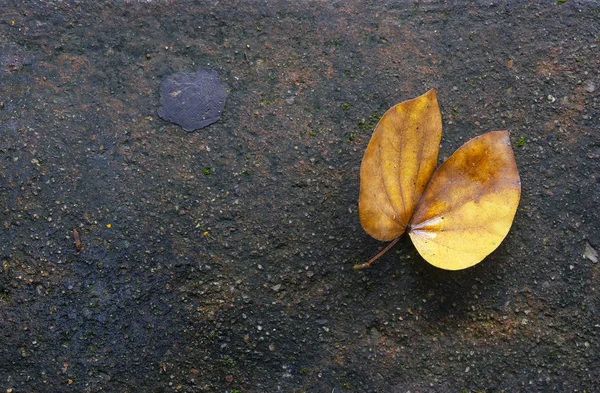 Closeup dry leaves on stone floor — Stock Photo, Image