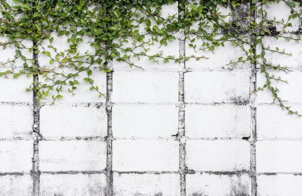 Folha verde com parede de tijolo branco — Fotografia de Stock