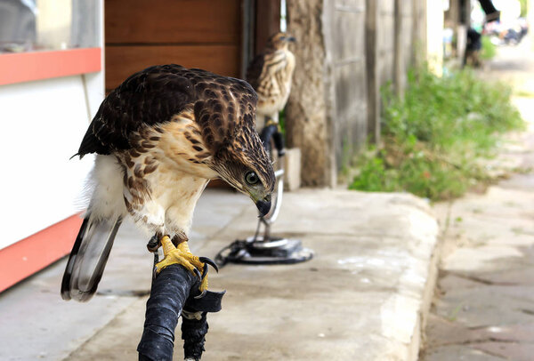 Crested Goshawk (Accipiter trivirgatus)