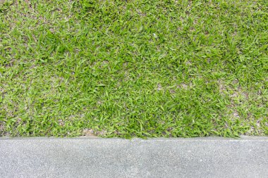 tatlı yeşil çimen