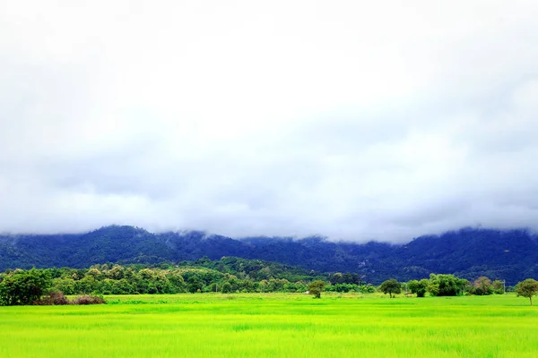 Hermosa vista campo de arroz y montaña — Foto de Stock