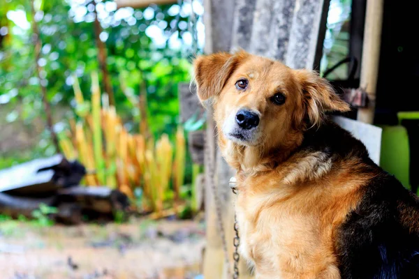 Primer plano perro con enfoque suave en el fondo — Foto de Stock