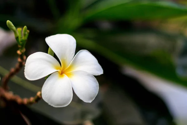 Closeup leelawadee bloem — Stockfoto