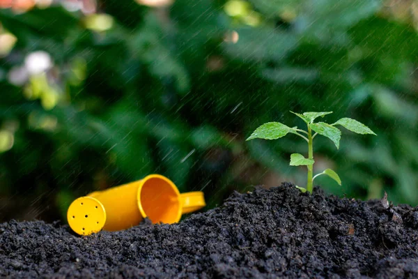 Sadzenie Małej Rośliny Stosie Gleby Deszczu Miękkim Ostrością Nad Światłem — Zdjęcie stockowe