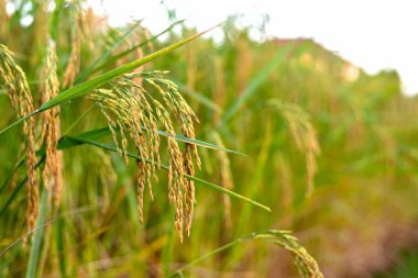 pirinç alan mavi gökyüzü ile yumuşak odak ve ışık içinde belgili tanımlık geçmiş üzerinden ile