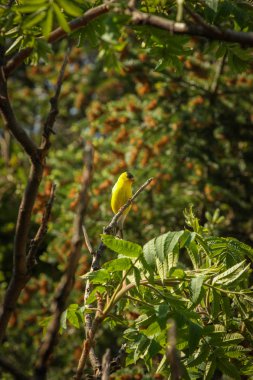 Ormandaki sarı kuş