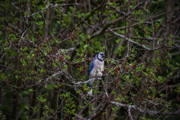 Un arrendajo azul posado en una rama de árbol — Foto de Stock