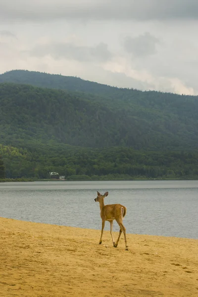 鹿在森林湖在海滩上散步， — 图库照片