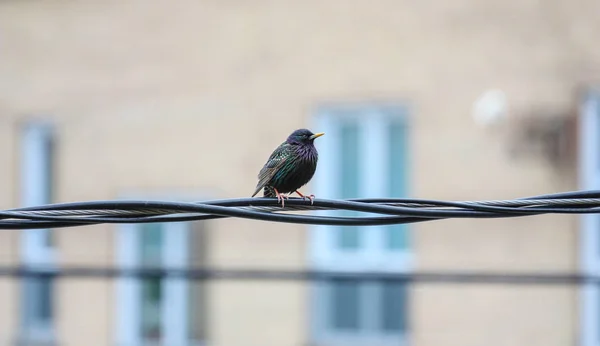 Pájaro en un cable — Foto de Stock