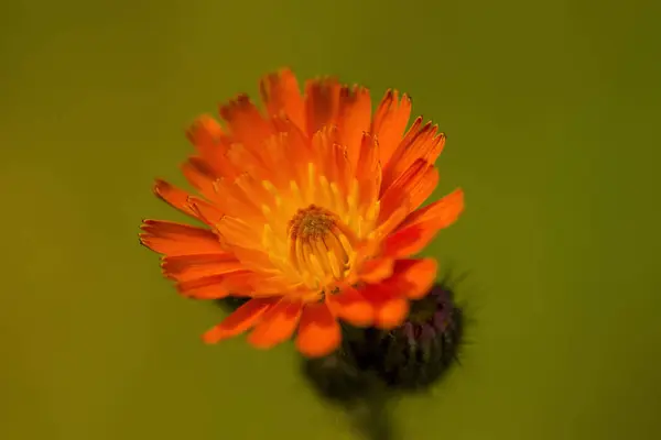 Flor naranja sobre fondo verde — Foto de Stock