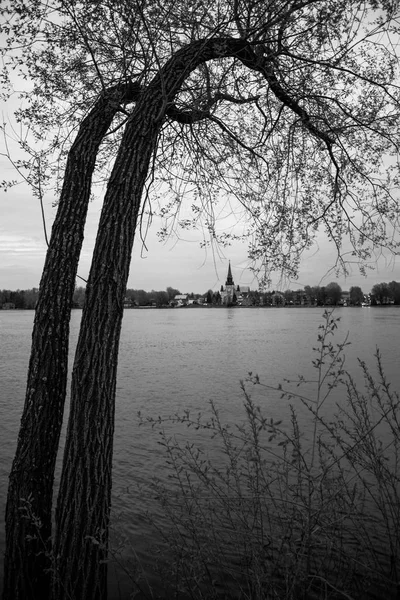 Grande árvore redonda inclinada sobre um rio com uma igreja — Fotografia de Stock